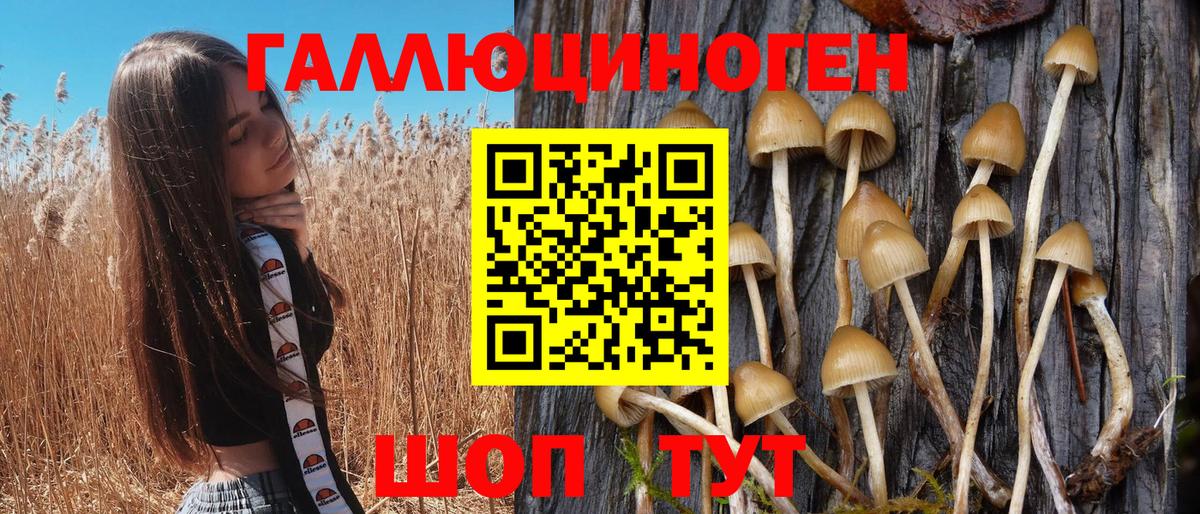 Псилоцибиновые грибы Psilocybe Кизилюрт